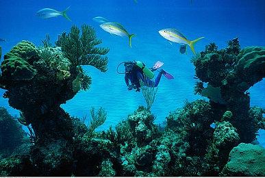 《古往今来的板球》将于2024年初登陆PC＆Switch